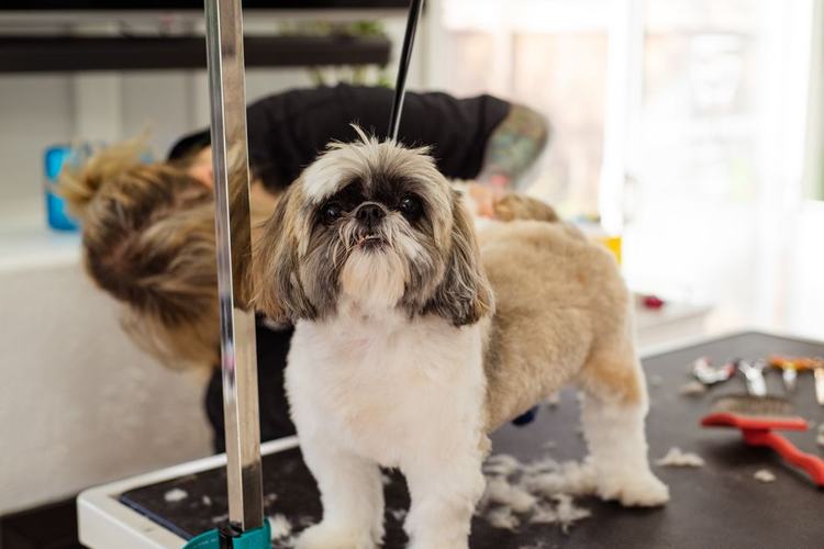 A freshly groomed puppy — the photo you send